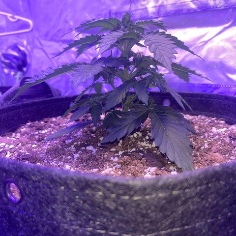 Haight Afberry growlog timeline photo