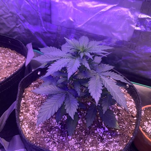 Haight Afberry growlog timeline photo