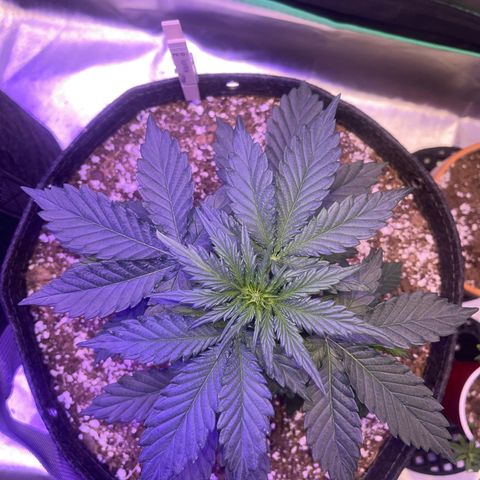 Haight Afberry growlog timeline photo