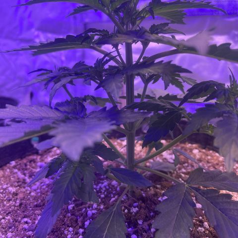 Haight Afberry growlog timeline photo
