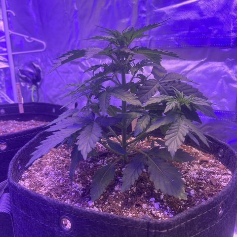 Haight Afberry growlog timeline photo