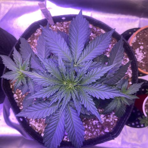 Haight Afberry growlog timeline photo