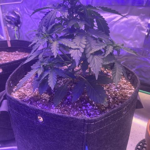 Haight Afberry growlog timeline photo
