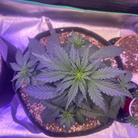 Haight Afberry growlog timeline photo