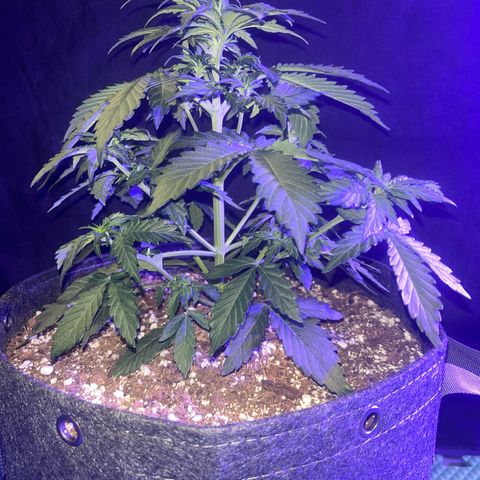 Haight Afberry growlog timeline photo