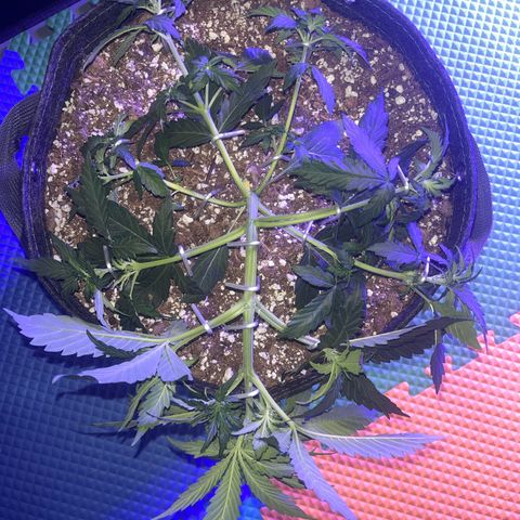 Haight Afberry growlog timeline photo