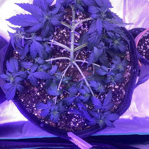 Haight Afberry growlog timeline photo