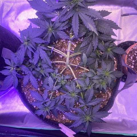 Haight Afberry growlog timeline photo