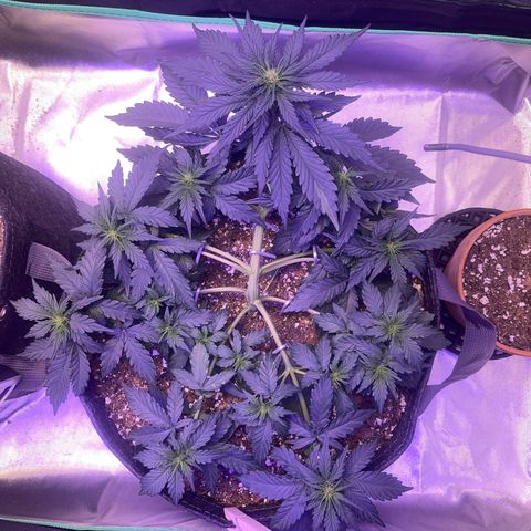 Haight Afberry growlog timeline photo