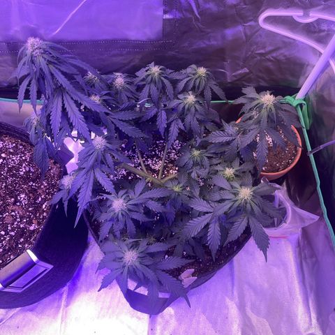 Haight Afberry growlog timeline photo