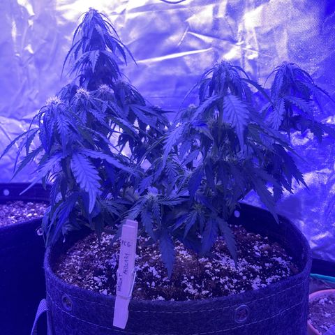 Haight Afberry growlog timeline photo