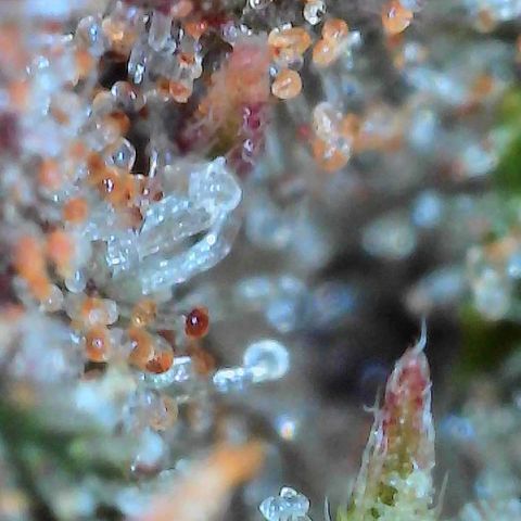 Haight Afberry growlog timeline photo