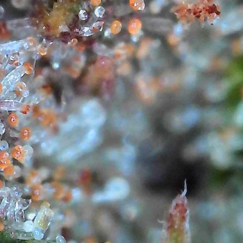 Haight Afberry growlog timeline photo