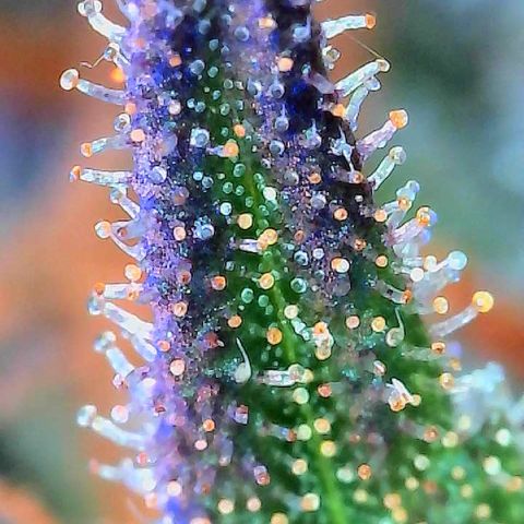 Haight Afberry growlog timeline photo