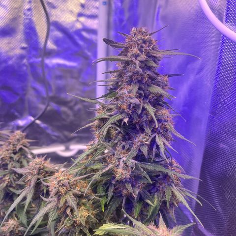 Haight Afberry growlog timeline photo