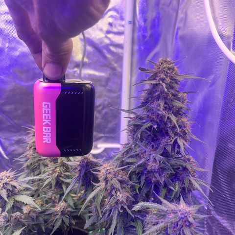 Haight Afberry growlog timeline photo