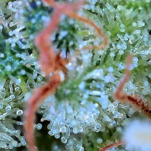 Haight Afberry growlog timeline photo