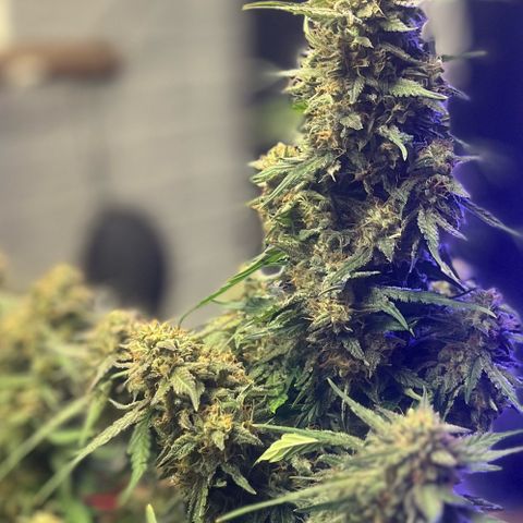 Haight Afberry growlog timeline photo
