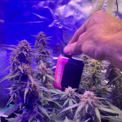 Haight Afberry growlog timeline photo