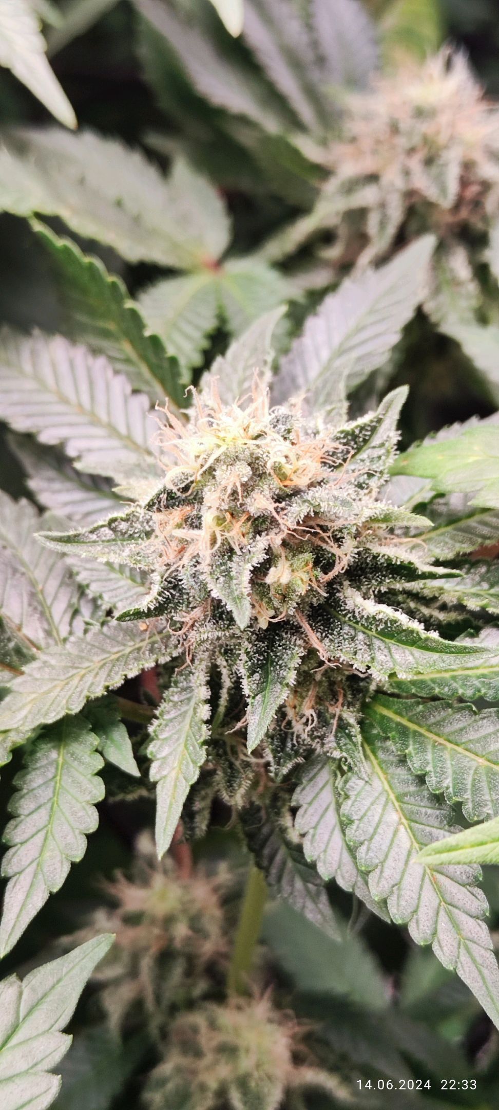 Purple Queen (Royal Queen Seeds) growlog header