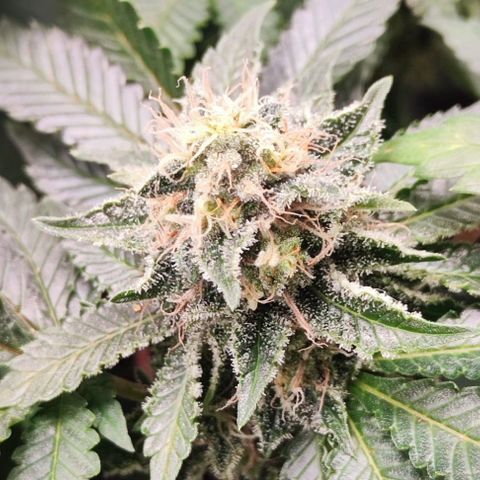 Purple Queen (Royal Queen Seeds) growlog in Lager