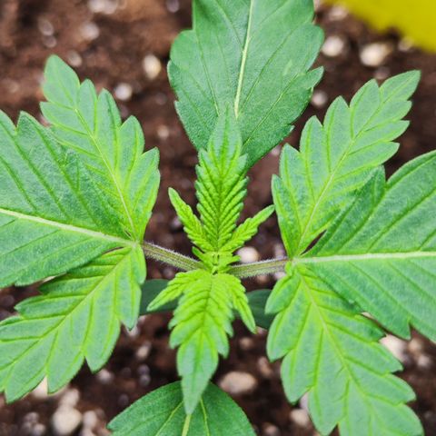 Watermelon growlog timeline photo