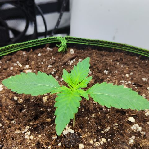 Watermelon growlog timeline photo
