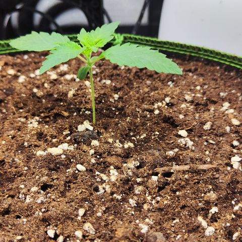 Watermelon growlog timeline photo