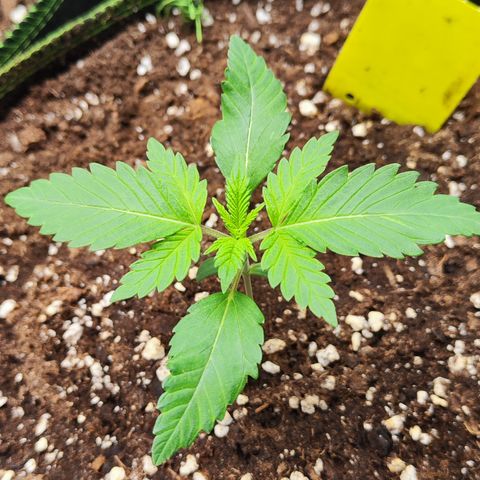 Critical growlog timeline photo