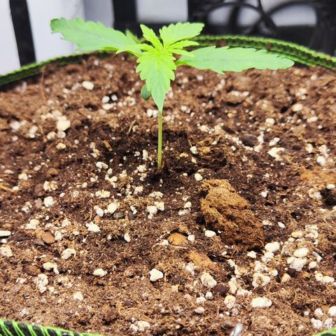 Shogun growlog timeline photo