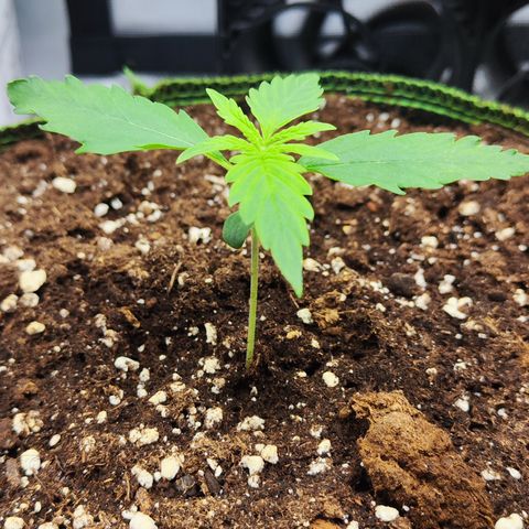 Shogun growlog timeline photo