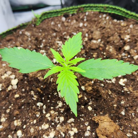 Shogun growlog timeline photo