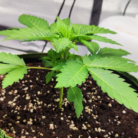 Critical growlog timeline photo