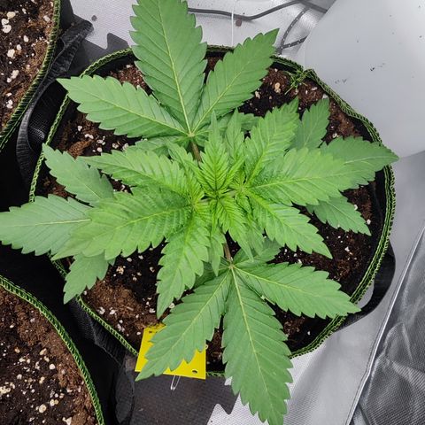Critical growlog timeline photo