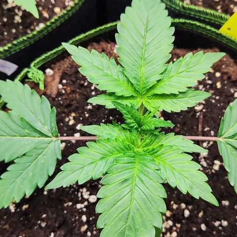 Watermelon growlog timeline photo