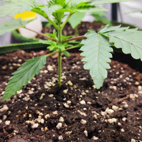 Watermelon growlog timeline photo
