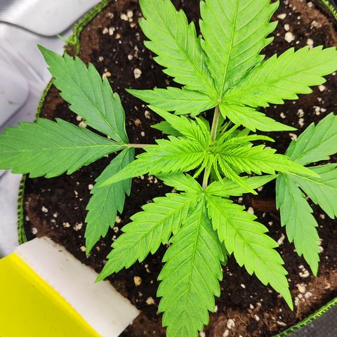 Shogun growlog timeline photo