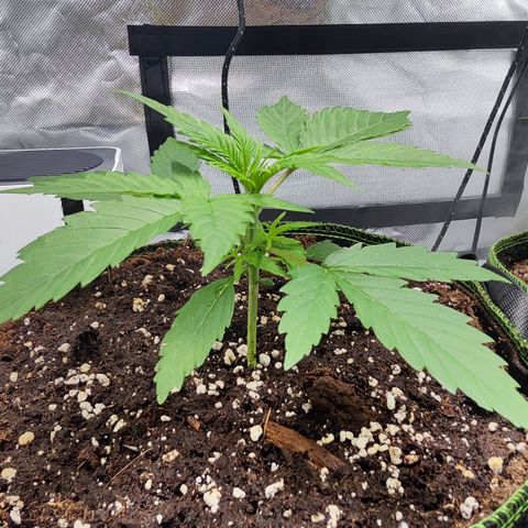 Shogun growlog timeline photo