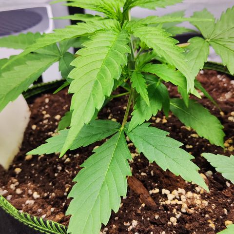 Shogun growlog timeline photo
