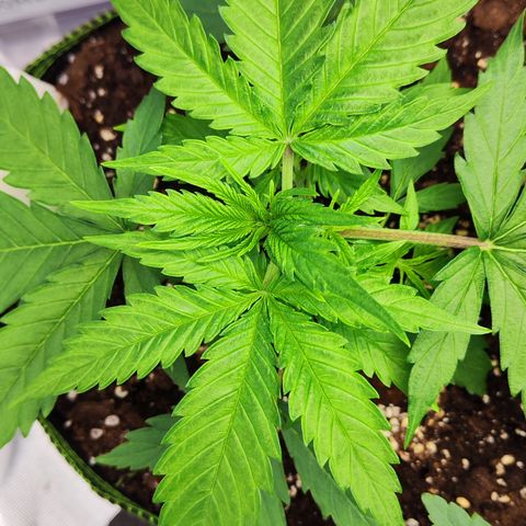 Shogun growlog timeline photo