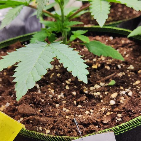 Watermelon growlog timeline photo
