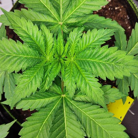 Critical growlog timeline photo