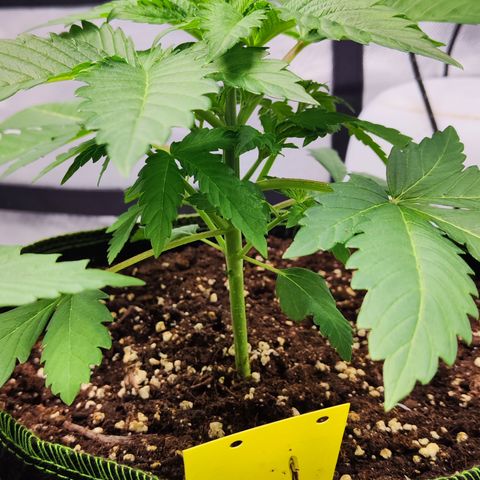 Critical growlog timeline photo
