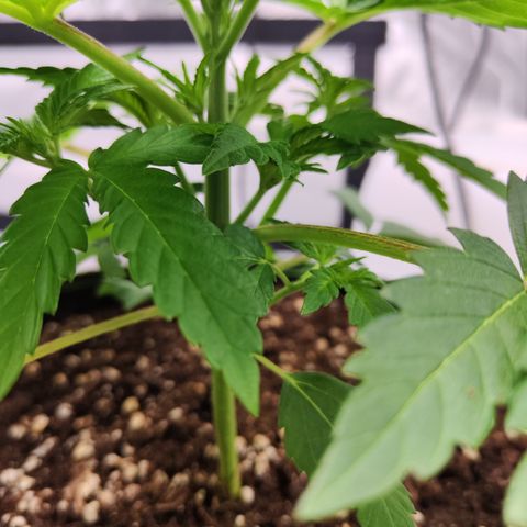 Critical growlog timeline photo