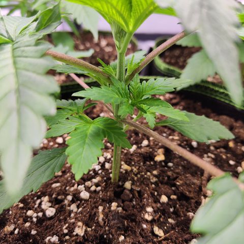 Watermelon growlog timeline photo