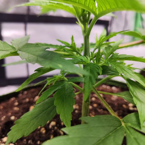 Shogun growlog timeline photo