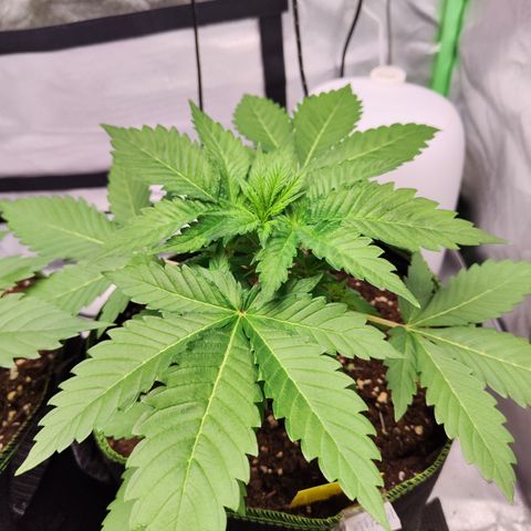 Critical growlog timeline photo