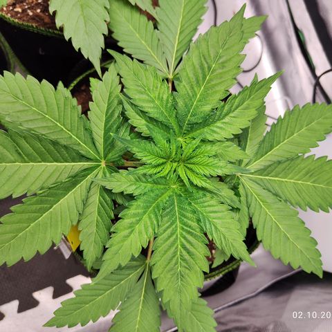 Critical growlog timeline photo