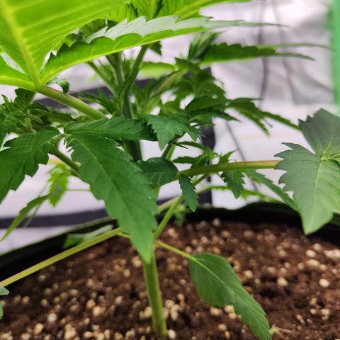 Critical growlog timeline photo