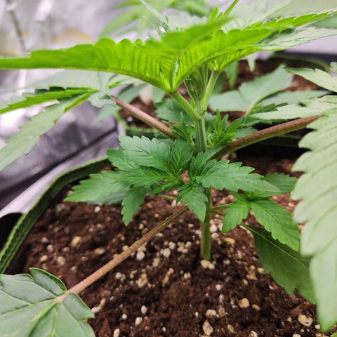 Watermelon growlog timeline photo